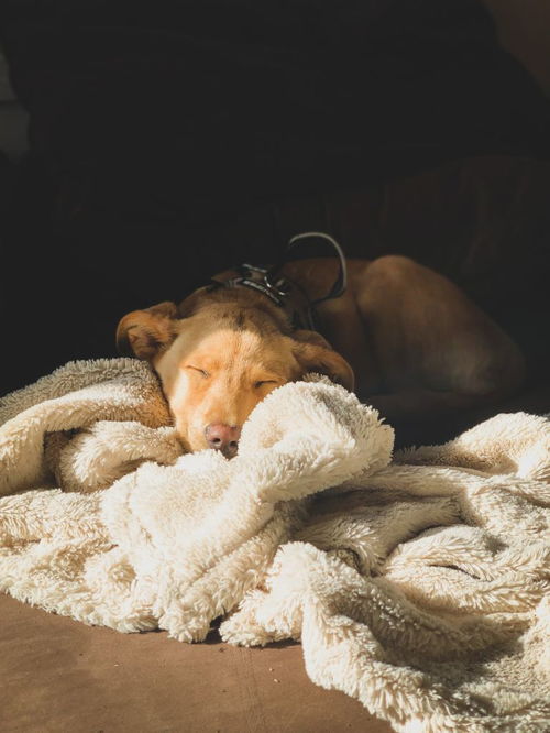 成年比熊犬能长多大