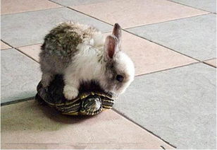 哪里有卖兔子的一只比利时兔肉兔多少钱包成活