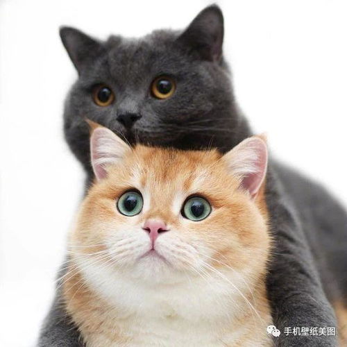 中国宠物猫排行榜top5,第1