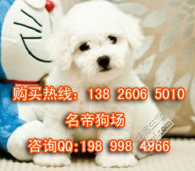 济南东大时尚宠物兔养殖基地15064058080