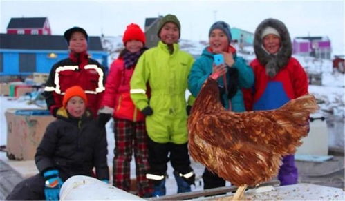 西班牙全犬种冠军排行一巴哥犬同胎妹妹在中国蓝月犬舍诞生超级小巴哥犬