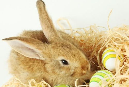 如何为兔兔增强体质预防疾病