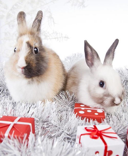 穴兔是地球上最常见的兔子,也是所有家兔的来源