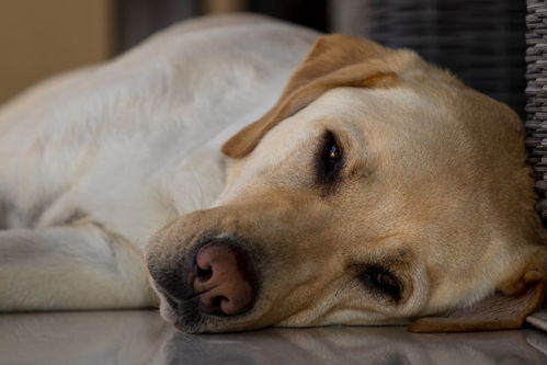 这些萌宠图片绝对是牛圈的一股清流,斗牛犬都是靠颜值吃饭