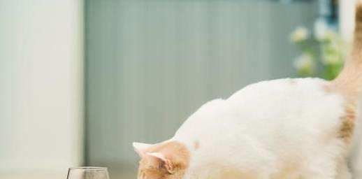 超萌可爱肥胖猫咪高清大图桌面壁纸高清大图预览1920x1080