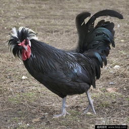 青岛动物世界珍稀名鸡迎新年