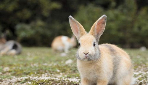 柏鲁美路兔是什么品种