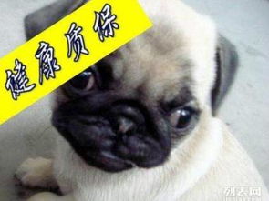 上海领养日丨线上宠物领养76期