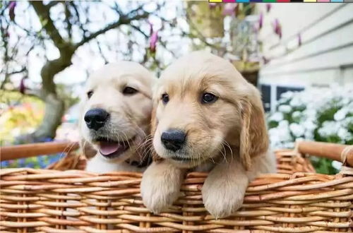 正宗西施犬领养西安犬舍宠物狗市场在哪里买狗哪有狗场狗狗卖