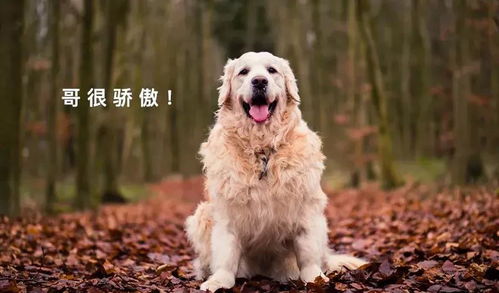 鄂州宠物狗犬舍出售纯种拉布拉多犬卖狗买狗地方在哪有狗市场