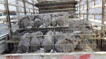 山东兴隆兔业养殖场分析肉兔成本和利润分析