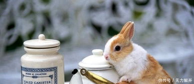 给兔子清理笼子时,兔子以为主人要赶走它,咬着大口粮食要离开,萌炸了