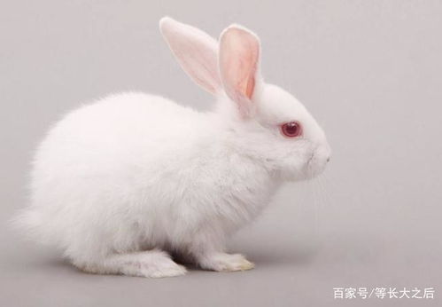 这种公主兔也是非常漂亮的,因此很多人都选择饲养这种兔子