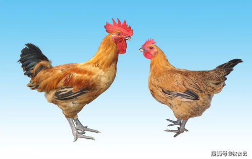 揭穿七种误解以提高产蛋鸡的生产性能