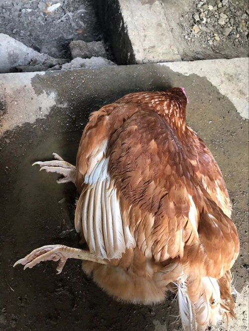妈妈,鲜美炸鸡不要来一起吃吗