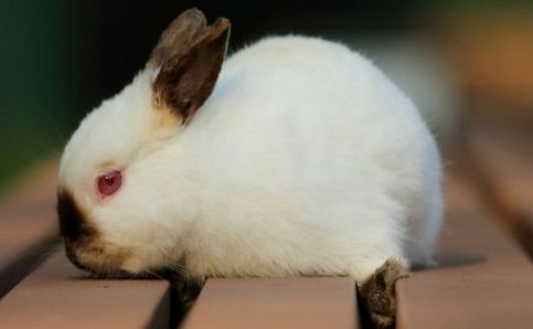荷兰垂耳兔多少钱