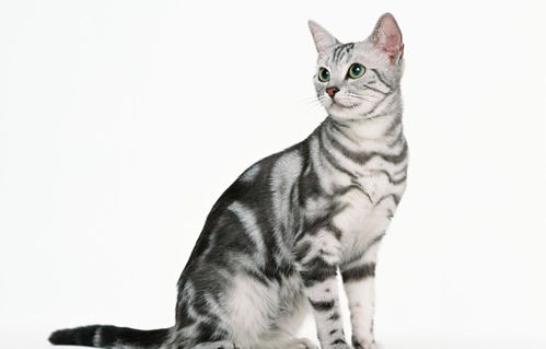 挪威宠物猫充当雪橇犬网友赐名大力神猫