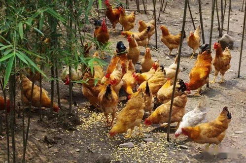 西藏发现一种怪鸡,红脸红脚红尾巴,被捉住就不吃不喝绝食自杀