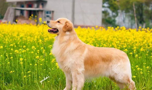 中国本土原生犬有多少类型,作为中国人你应该知道
