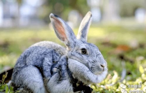 宠物兔品种大全