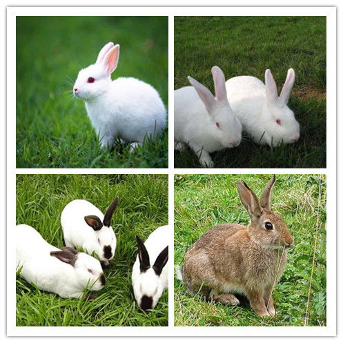 蓝眼睛的垂耳兔是什么品种