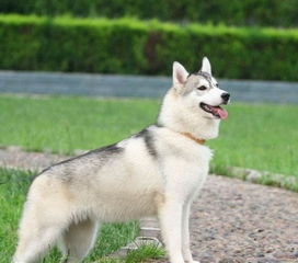 无锡犬舍宠物狗狗出售纯种萨摩犬幼犬白色萨摩耶犬领养