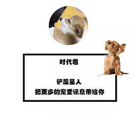 除了暹罗猫,在缅甸猫