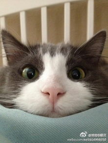 布偶猫感冒能自己好吗