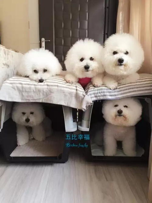 上海龙纹犬业主营纯种血统繁育阿拉斯加