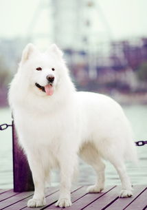 白色的小宠物狗