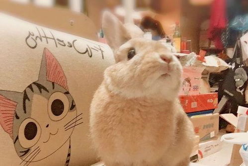 日本一只宠物兔每天和喵星人