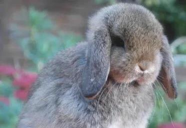 萌你一脸血,世界上毛最长的兔子,最长超过25厘米