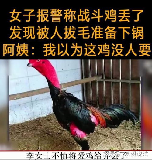 广东人用来煲汤的乌鸡,在国外居然成了网红萌宠