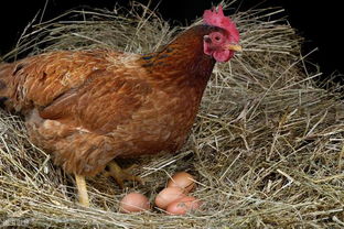 鹌鹑活体天天下蛋鸟青年种鸡繁殖宠物沙维蓝胸巨型养殖鸡包邮包活
