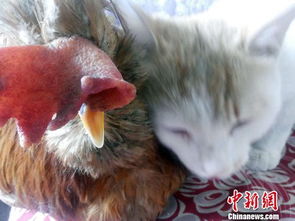 一只爱吃辣油面的鸡,把家禽当宠物,是种什么体验