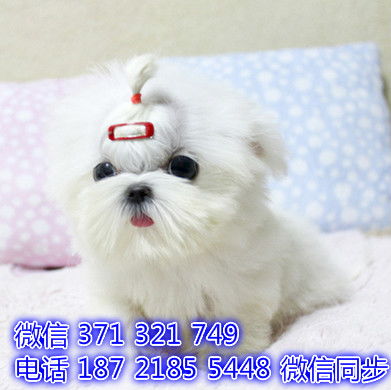 2012年最新款日韩宠物衣服