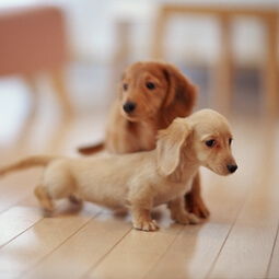 专业繁殖精品巴哥犬疫苗齐全保纯保健康签协议