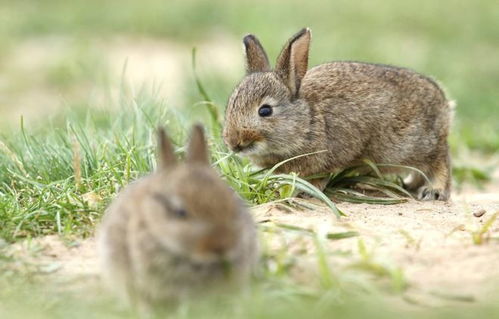三种好看又好养的宠物兔,温顺又软萌,也适合新手饲养