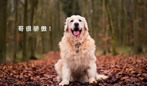 小短腿威尔士柯基犬壁纸