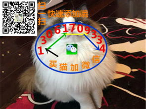 手绘猫咪卡通透明素材图片大小1024x1024px