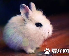 杭州拱墅区可爱猫猫兔宠物兔转让