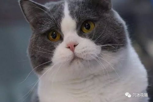 因为一只生病的小猫,银川这家宠物医院门前发生激烈冲突