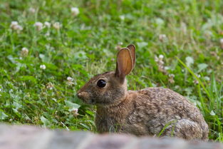 家有侏儒兔-侏儒兔有毛球会吐吗,侏儒兔的毛球怎么排出