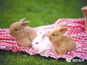 什么种类的兔子最好养