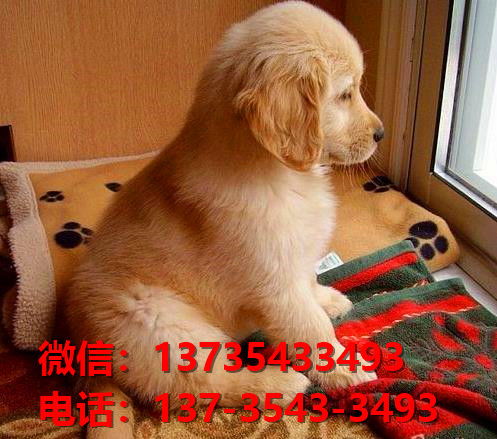 适合作为宠物犬的10大小型犬,你在养吗