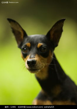 厦门宠物狗狗出售纯种巴吉度猎犬狗市场卖狗买狗哪有