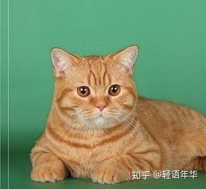 看宠物猜动漫,很多人只猜出喜羊羊,全猜中的是动漫杠把子