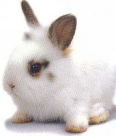 买只兔子过兔年