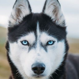 活泼好动的家庭宠物犬比格犬,它究竟能长多大,你对它了解多少