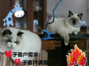 可爱卡通动物灰色猫咪图片大小3000x3000px